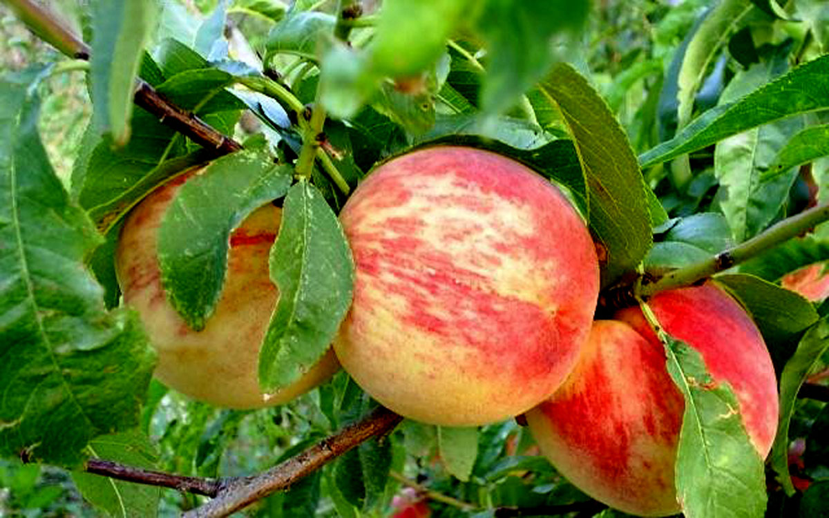 Pesche bianche di Bivona sull’albero